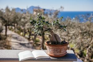une plante en pot et un livre ouvert sur une table dans l'établissement MelRose Relais, à Massa Lubrense