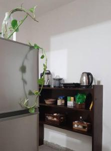 a shelf with a plant growing on top of it at Departamento céntrico in San Lorenzo