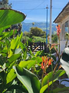 a garden with green plants and a view of the ocean at Casa Feito Tafi in Tafí del Valle