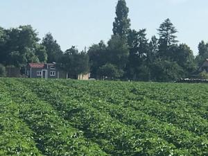 a large soybean field with a house in the background at Tiny house à la ferme près Paris et center parcs. in Boissy-sur-Damville