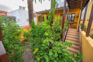 une maison avec des plantes vertes sur son côté dans l'établissement La Asomada del Gato, à La Laguna