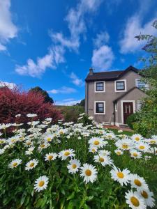 a field of daisies in front of a house at Nannycroft Cottage in Beckermet