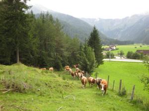Živali poleg gostišča oz. v okolici