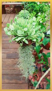 a plant in a hanging pot on a wooden deck at Sweetheart Tree Homestay in Bangkok
