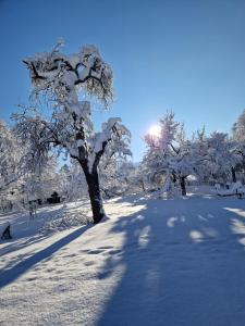 a tree covered in snow with the sun behind it at Wachingerhof in Bad Feilnbach
