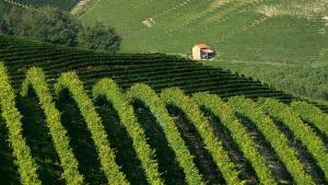 um campo de culturas verdes numa colina com uma casa em L'ulivo,casa di campagna. em Cortiglione