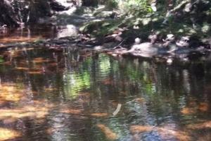 Gallery image of Chalé Canto das Candeias in Sêrro