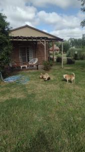 Deux chiens pondant dans l'herbe devant une maison dans l'établissement La chacrita en San Miguel del Monte, à San Miguel del Monte