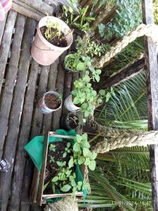 a group of plants in pots on a wooden deck at Casa Selva in Nuquí