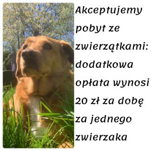 a dog sitting in the grass in the grass at Domki całoroczne - u Ptaka - Miłków in Miłków