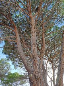 ein großer Baum mit vielen Ästen und Blättern in der Unterkunft Gelsi Holiday Home La Maddalena in La Maddalena