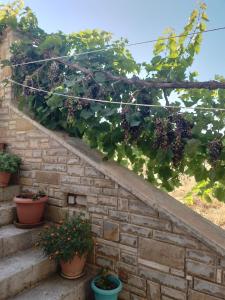 a bunch of grapes growing on a wall at Villa Sunset in Samos