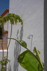 una planta verde arbolada junto a una pared blanca en Casa frida, en Los Caños de Meca