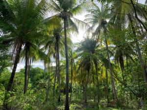 a group of palm trees in a forest at ORA KOMODO HOME STAY in Komodo