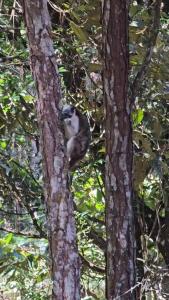 um macaco sentado no topo de uma árvore em Majestuosa Villa en Las Montañas em Los Altos de Cerro Azul