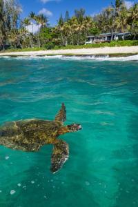 una tortuga marina nadando en el agua cerca de una playa en Maluhia ~ Peace & Tranquility, en Haleiwa