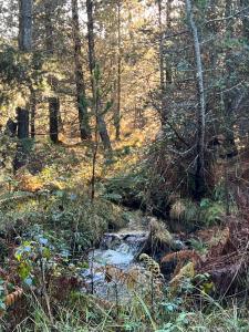 un arroyo en una zona boscosa con un bosque en A haven of peace and tranquility, en Aultbea