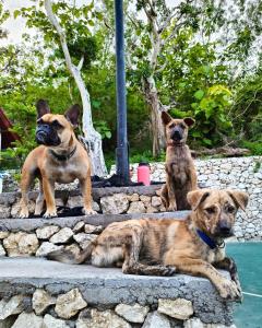 a group of three dogs sitting on a stone ledge at The Penida Project in Nusa Penida