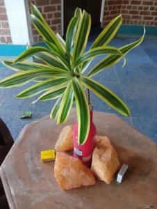 une plante en pot assise sur une table en bois dans l'établissement Smiley Resorts, à Auroville