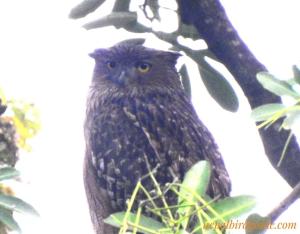 an owl is sitting in a tree at Hotel The Holy Birth in Rummindei