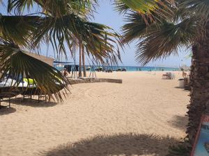 a sandy beach with palm trees and the ocean at Appartement Amalia Sal Santa Maria in Prainha