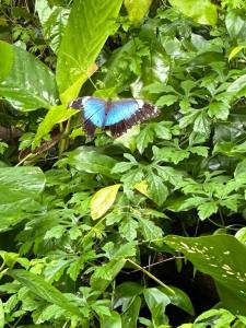 Fotografie z fotogalerie ubytování Chalé e Camping Paraty Mirim v destinaci Paraty