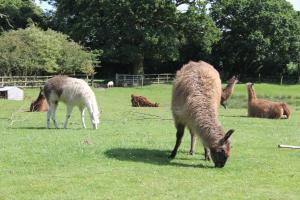 a group of animals grazing in a field at Glamping West Midlands in Enville