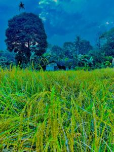 a field of grass with a house in the background at Oryza wayanad in Kalpetta