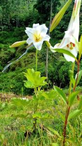 a white flower on a plant in the grass at Chalés Canton Suisse in Nova Friburgo