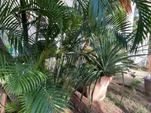 Giardino di Appartement style Caribeen