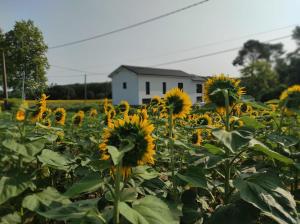 Zahrada ubytování Villa Le Phoenix