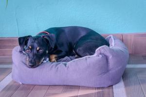 um cão preto deitado numa cama de cão roxa em Argdivan Hostel em La Fortuna