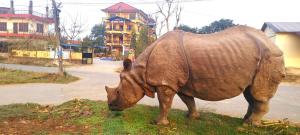 a rhino grazing on grass on the side of a road at Hotel National Park- A Peaceful Family Home in Sauraha in Chitwan
