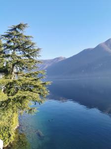 a tree sitting on the side of a lake at Casetta vista lago con giardino Gandria in Gandria