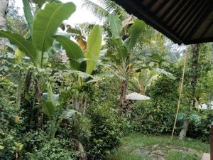 un jardín con un montón de plátanos en Khrisna Hs and Cottages, en Sidemen