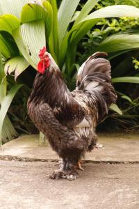 a brown chicken is standing on the ground at Jicote finca de ecoturismo in Cartago