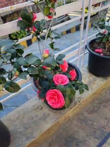 Hotel Red Apple Near Railway Station Chandigarh外面的花园