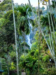 a waterfall in the jungle with palm trees at Cozy Homestay Waterfall Road Ella in Ella