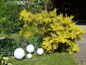 un giardino con un cespuglio giallo con sfere bianche nell'erba di FeWo Tinchen Prora Ruegen a Binz