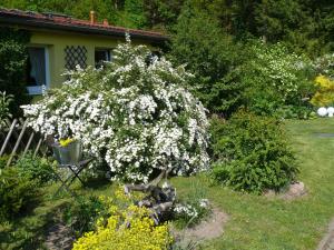 un cespuglio con fiori bianchi in un cortile di FeWo Tinchen Prora Ruegen a Binz