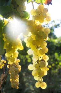 Un jardín fuera de Albergo 'La Vigna'