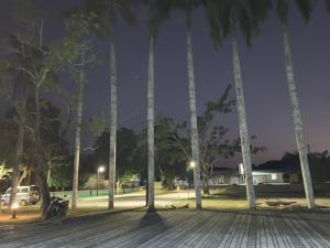 a group of palm trees in a park at night at People Hostel Taiwan Image Calligraphy Museum in Baihe