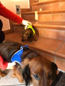 Mascotas con sus dueños en Appartment Isabelle Home