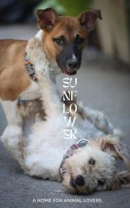 dois cães estão ao lado um do outro em Sunflower Guesthouse and Animal Rescue - Koh Lipe em Koh Lipe