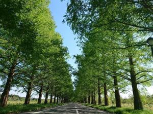 un camino vacío con árboles a ambos lados en 素泊りシンプルプラン 禁煙室無料駐車場 滋賀高島グランピングヴィラ けしきのお宿メタセコイアの森 en Takashima