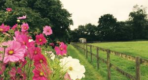 A garden outside Mollies Hut 