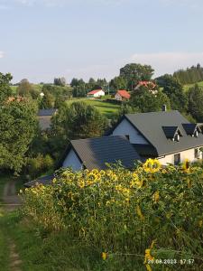 un grupo de casas con un campo de flores amarillas en Szczęśliwe Ranczo nad Doliną 539-279-448, en Bereżnica Wyżna
