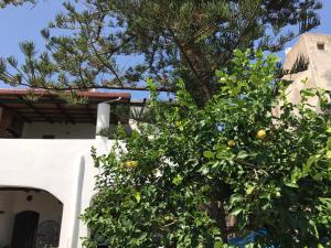 un naranjo frente a un edificio blanco en Villa Lavinia, en Santa Marina Salina