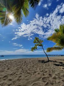 a palm tree on a sandy beach with the ocean at Ti Sicriers Carbet in Le Carbet