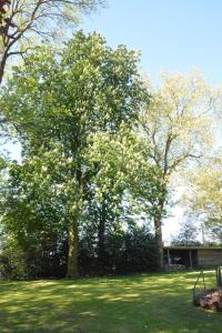 ein Baum inmitten eines Grasfeldes in der Unterkunft B & B Landhuis Ter Velt in Melle